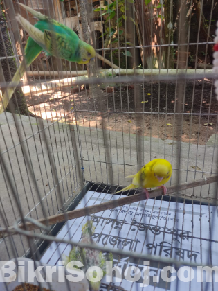 Budgerigar Master Pair